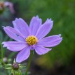 DSC_2731_2400