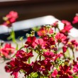 DSC_2742_2400