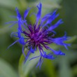 DSC_2750_2400