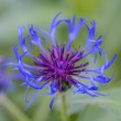 DSC_2753_2400