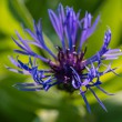 DSC_2762_2400