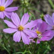 DSC_2770_2400