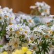 DSC_2775_2400