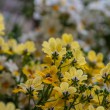DSC_2777_2400