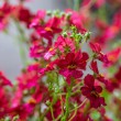 DSC_2778_2400
