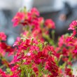 DSC_2780_2400