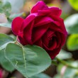 DSC_2789_2400
