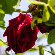 DSC_2791_2400