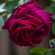DSC_2793_2400