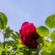 DSC_2795_2400