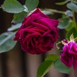 DSC_2803_2400