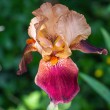 DSC_2812_2400