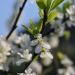 Zwetschgenblüten