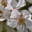 Kirschbaumblüten, ganz nah