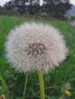 Pusteblume