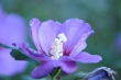 Blume am Abend