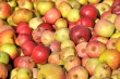 Äpfel von 2013