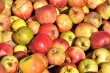 Äpfel von 2013