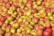 Mostäpfel im Herbst 2013