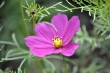 Cosmea