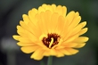 Ringelblümchen