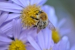 Bienchen an Herbstaster