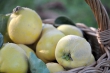 Frische Birnenquitten 2013
