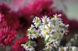 Herbstblumen