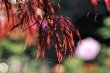 Japanischer Ahorn im Herbst