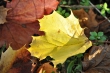 Herbstlaub im Oktober 2013