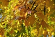 Herbstliches Blättergold 2013