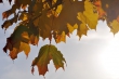 Goldenes Laub im Herbstlicht