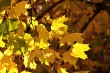 Goldenes Laub im Herbstlicht Nr. 2