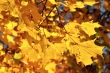 Goldenes Laub im Herbstlicht Nr. 3