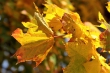 Goldenes Laub im Herbstlicht Nr. 4