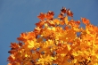 Goldenes Laub im Herbstlicht Nr. 5