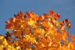 Goldenes Laub im Herbstlicht Nr. 6