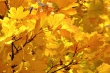 Goldenes Laub im Herbstlicht Nr. 7