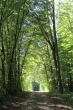 Bergwald bei Lauchringen im September 2013