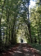 Bergwald bei Lauchringen im September 2013