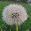 Pusteblume