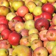 Äpfel von 2013