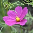 Cosmea