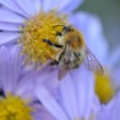 Bienchen an Herbstaster