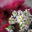 Herbstblumen