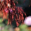 Japanischer Ahorn im Herbst