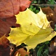 Herbstlaub im Oktober 2013