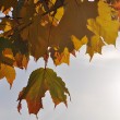 Goldenes Laub im Herbstlicht