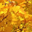 Goldenes Laub im Herbstlicht Nr. 7