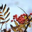 Herbstliche Vogelbeeren